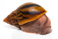 Achatina achatina achatina Nigeria typ 2 semiadult, 9cm